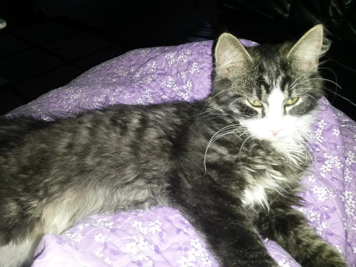 Blanding af racer Bøvle billede 5