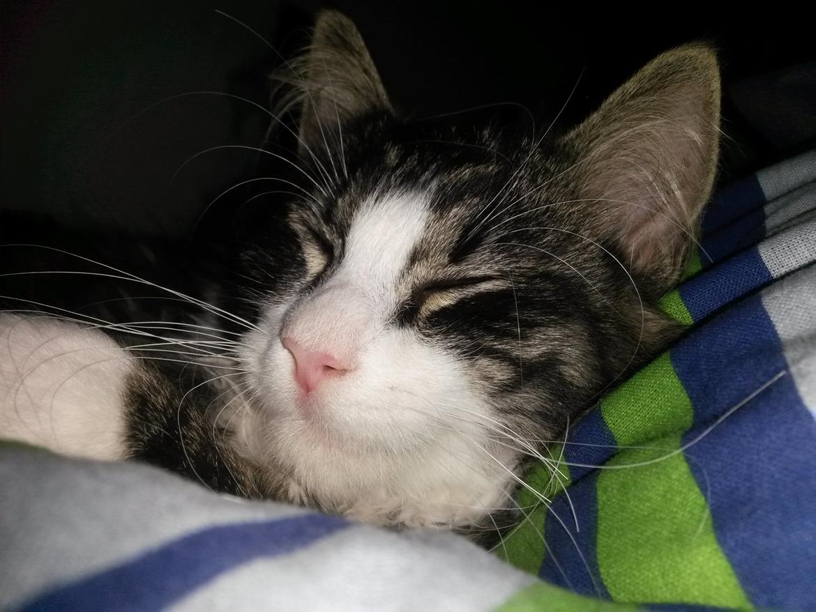 Blanding af racer Bøvle billede 9