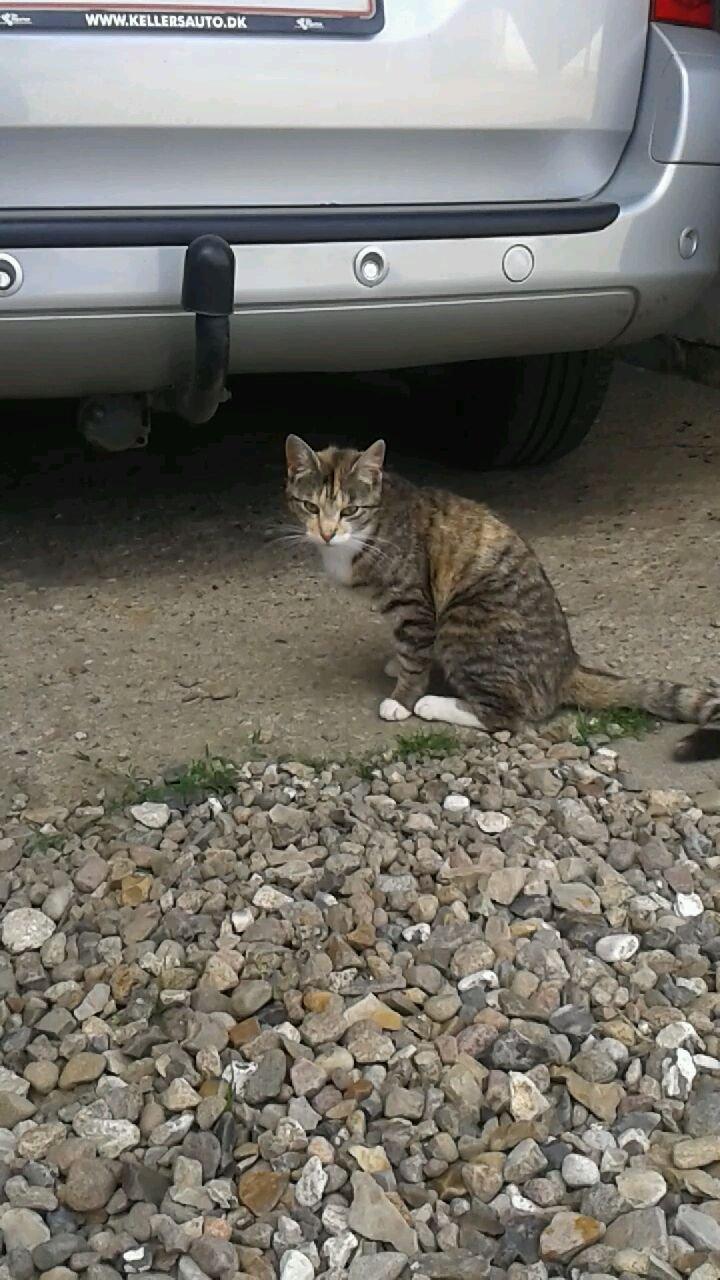 Huskat pus (mit et og alt) <3 - Ikke ligefrem et skønheds billed billede 27