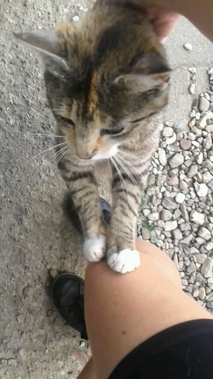 Huskat pus (mit et og alt) <3 - Du er noget helt specielt  billede 28