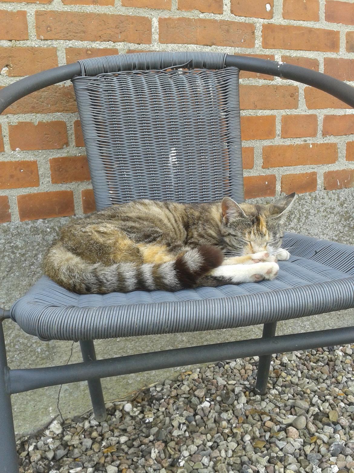 Huskat pus (mit et og alt) <3 - Træt efter at have været væk i 3 dage billede 29