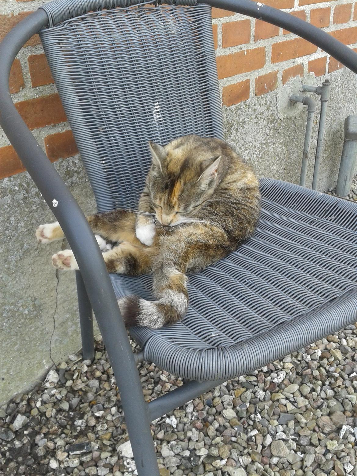 Huskat pus (mit et og alt) <3 - Jaja sådan kan man også klø sig billede 30