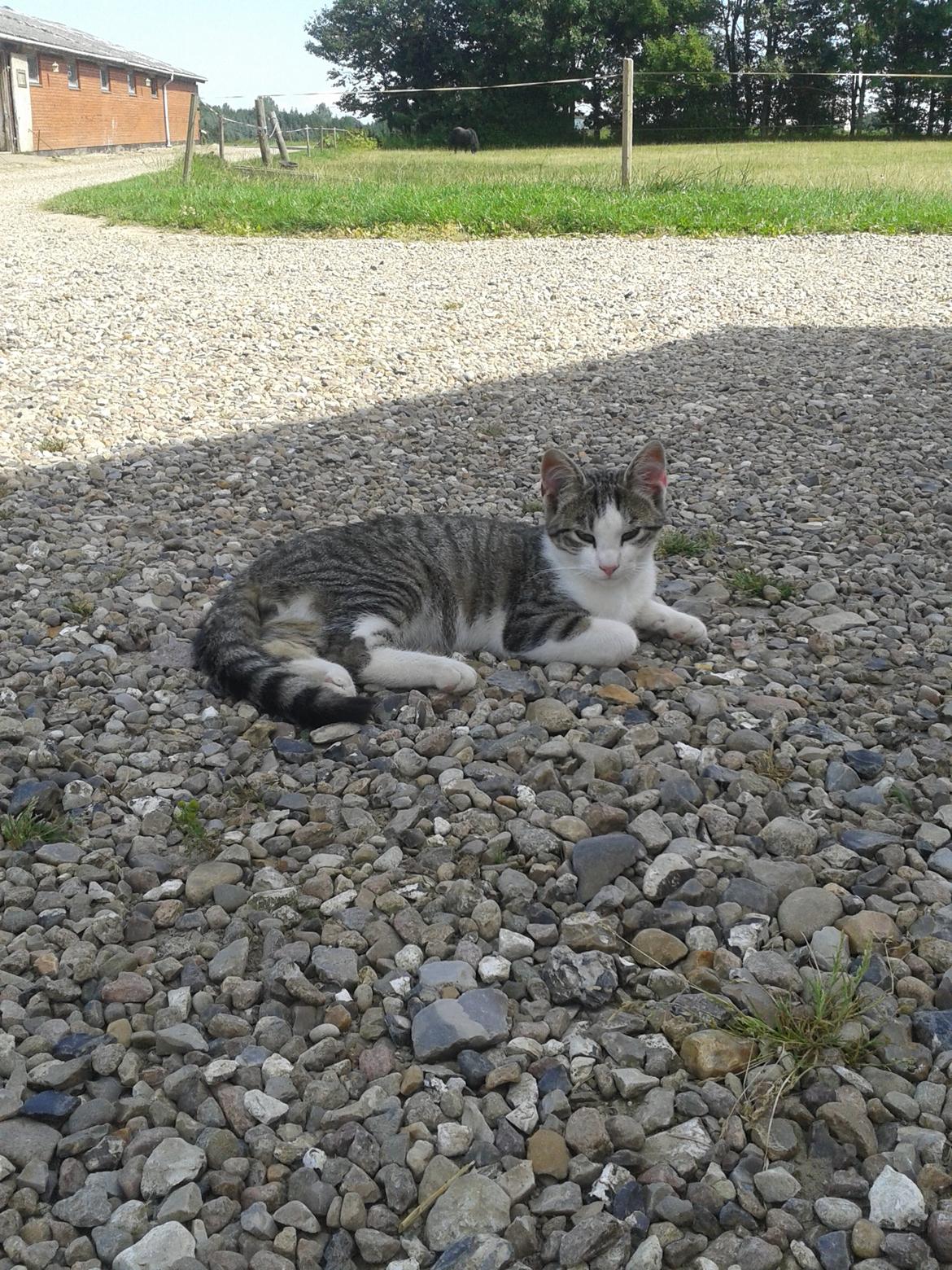 Huskat bølle - slapper af i skyggen  billede 25