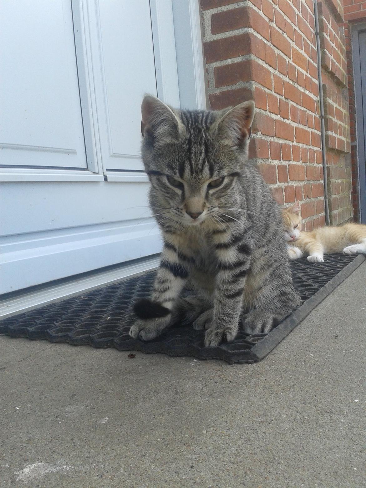 Huskat Tayson billede 23