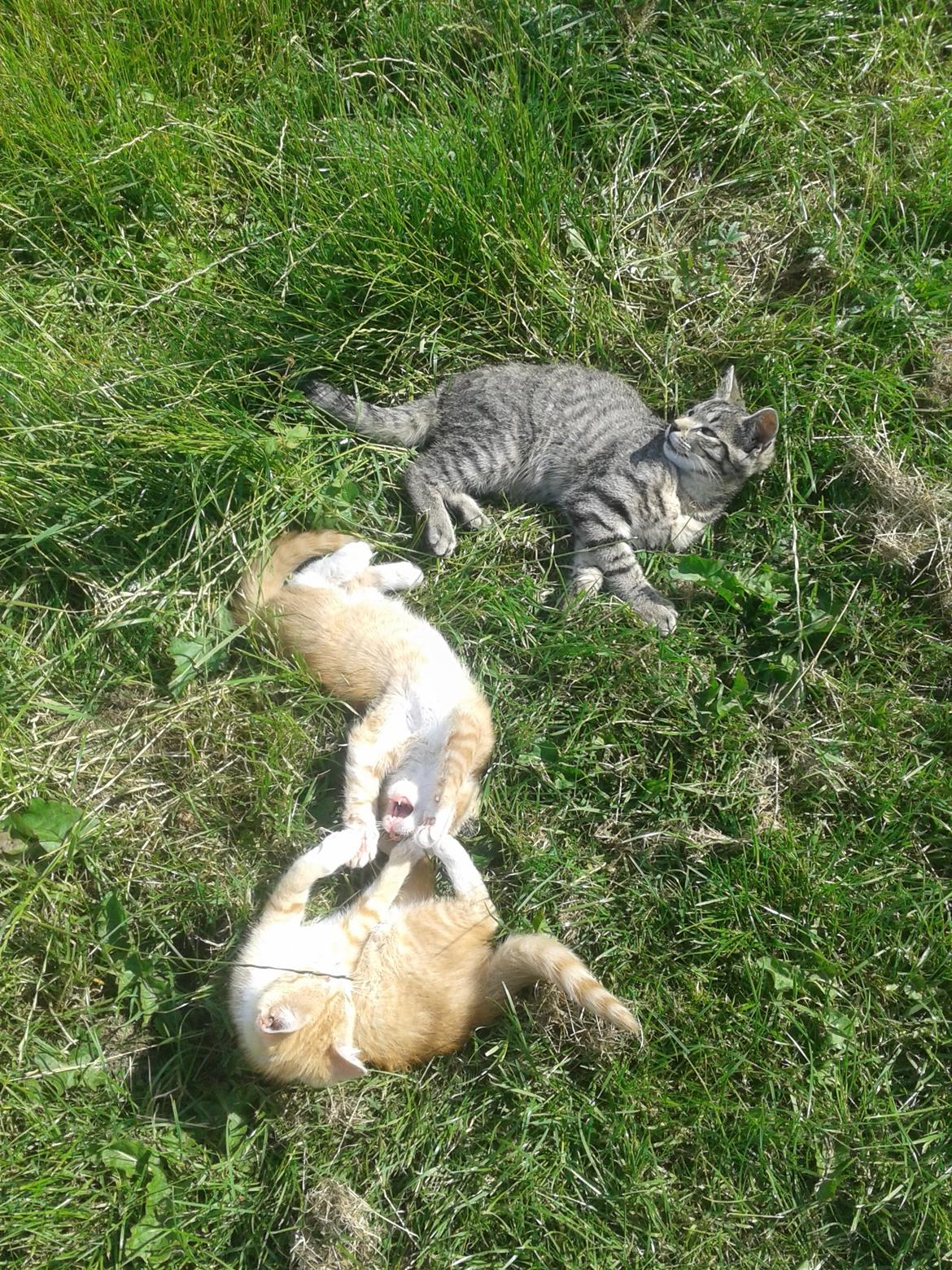 Huskat Tayson billede 24