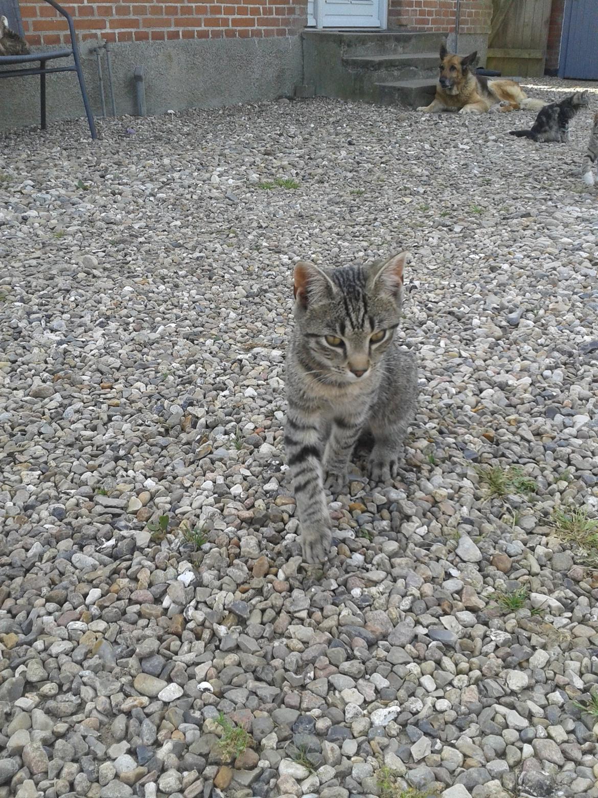 Huskat Tayson billede 25