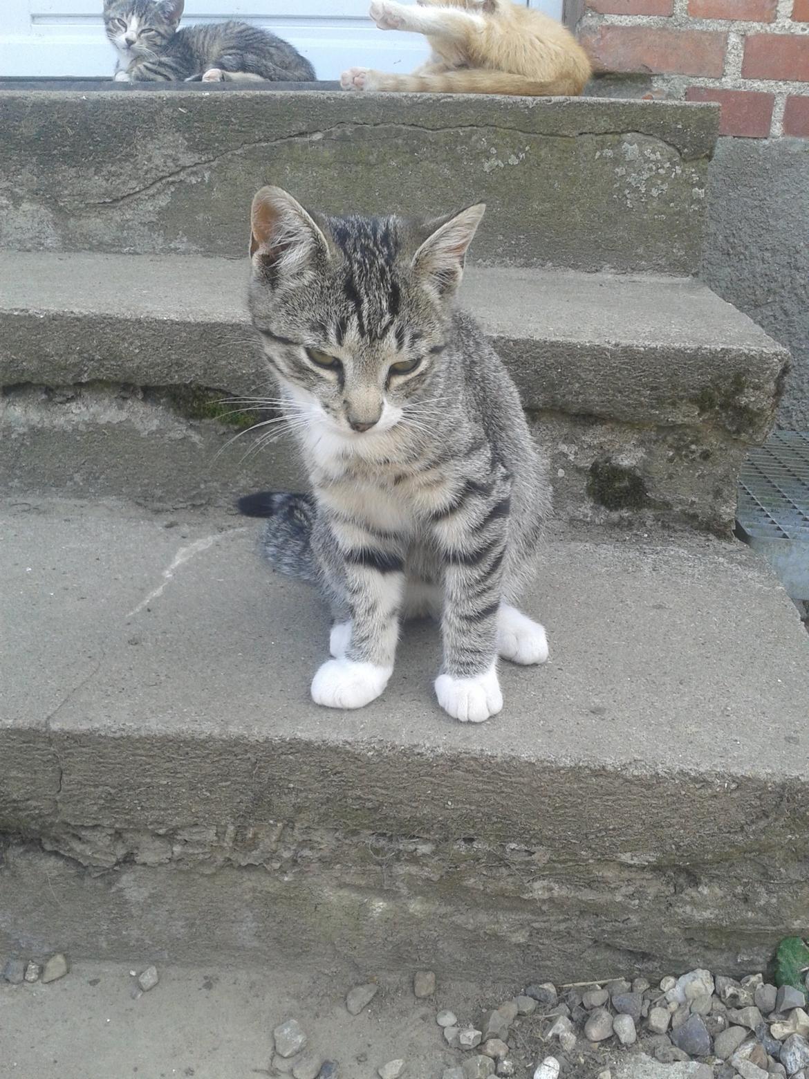 Huskat Mille billede 21