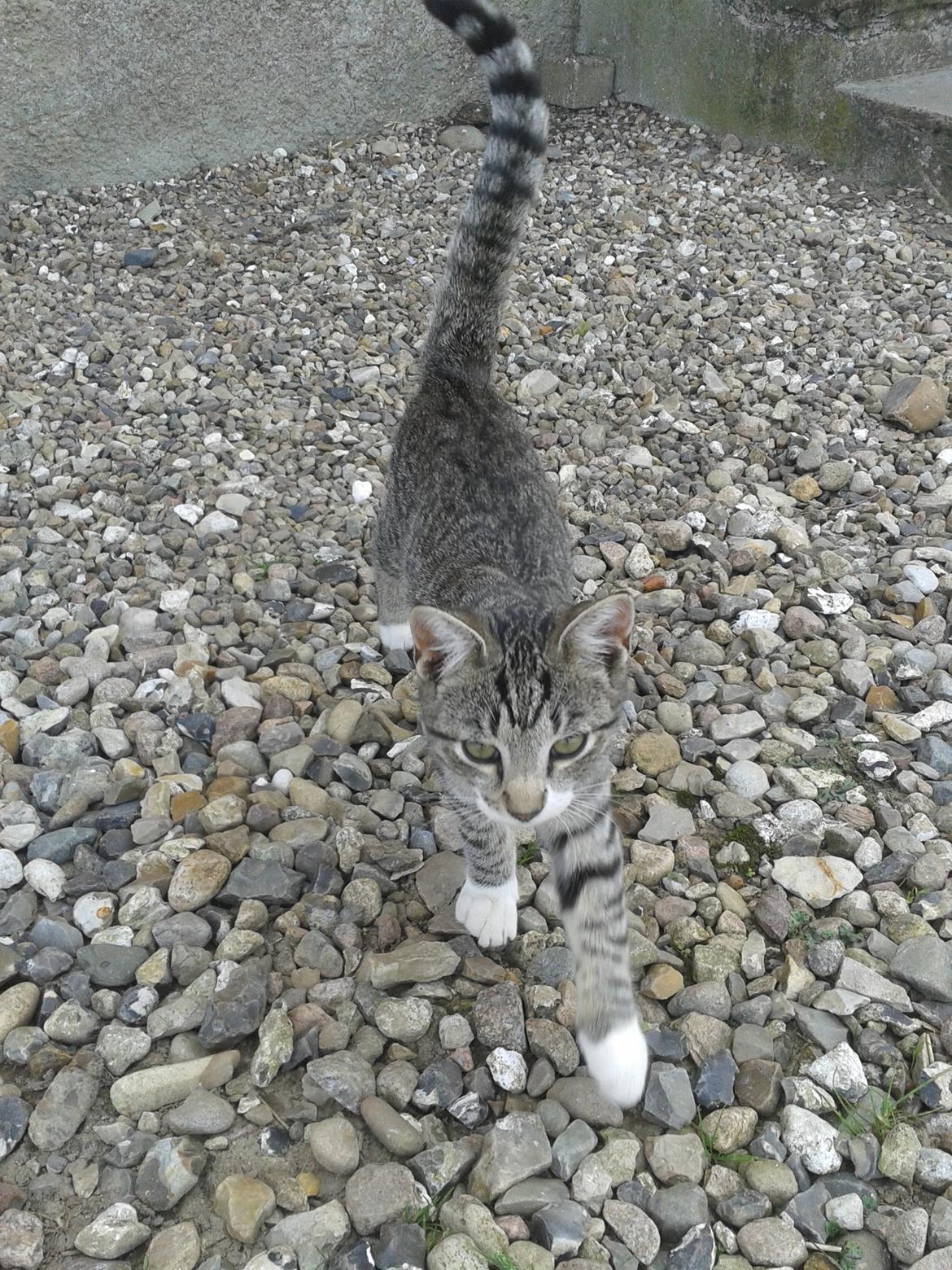 Huskat Mille billede 22