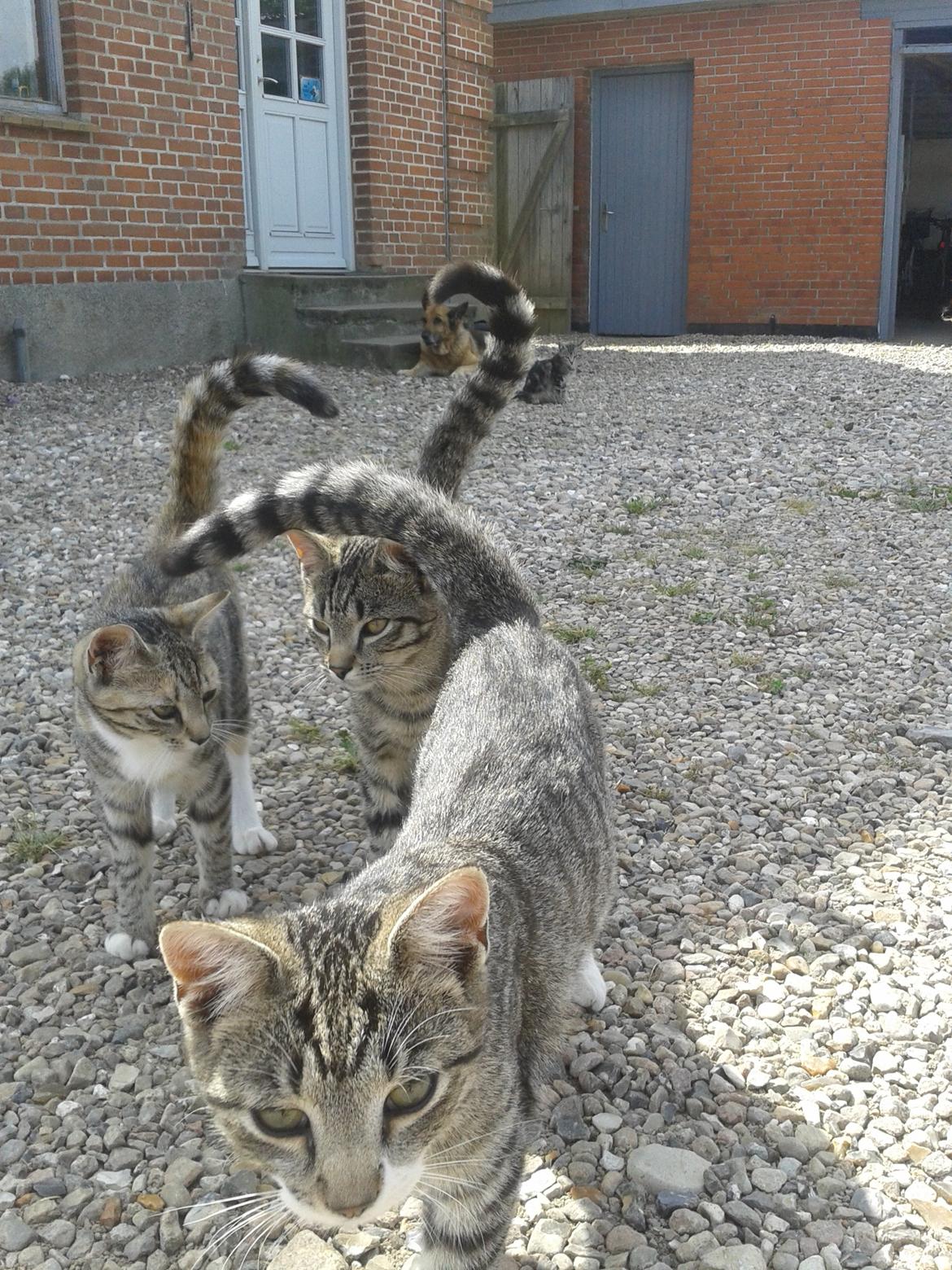 Huskat Mille billede 24