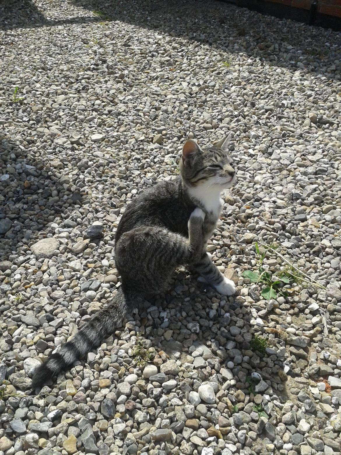 Huskat Mille - Gør sig lækker billede 23