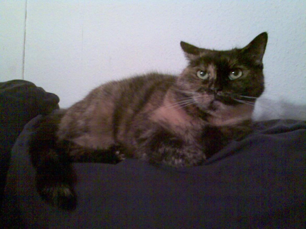 Huskat Sara billede 4