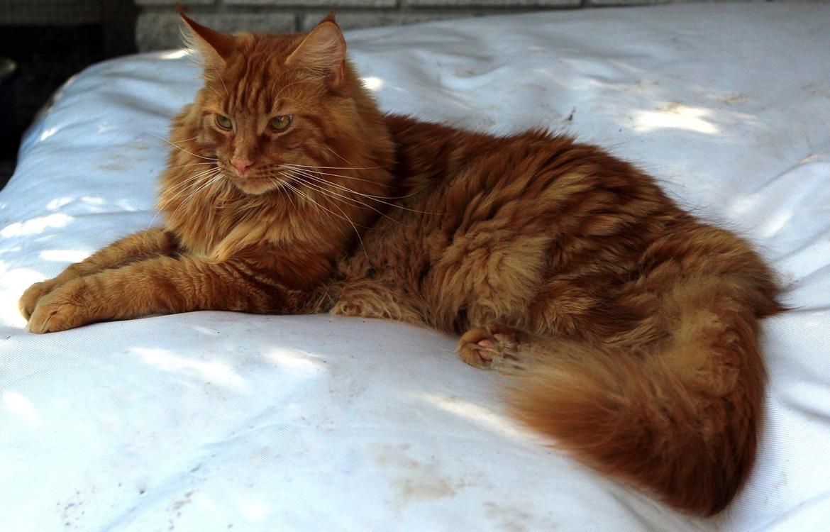Maine Coon Leopold Firefox billede 1