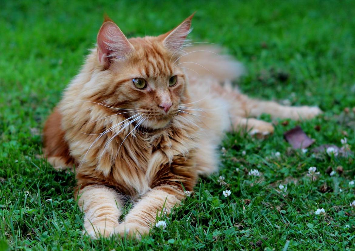 Maine Coon Leopold Firefox billede 4