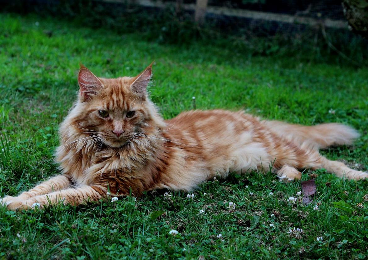 Maine Coon Leopold Firefox billede 3