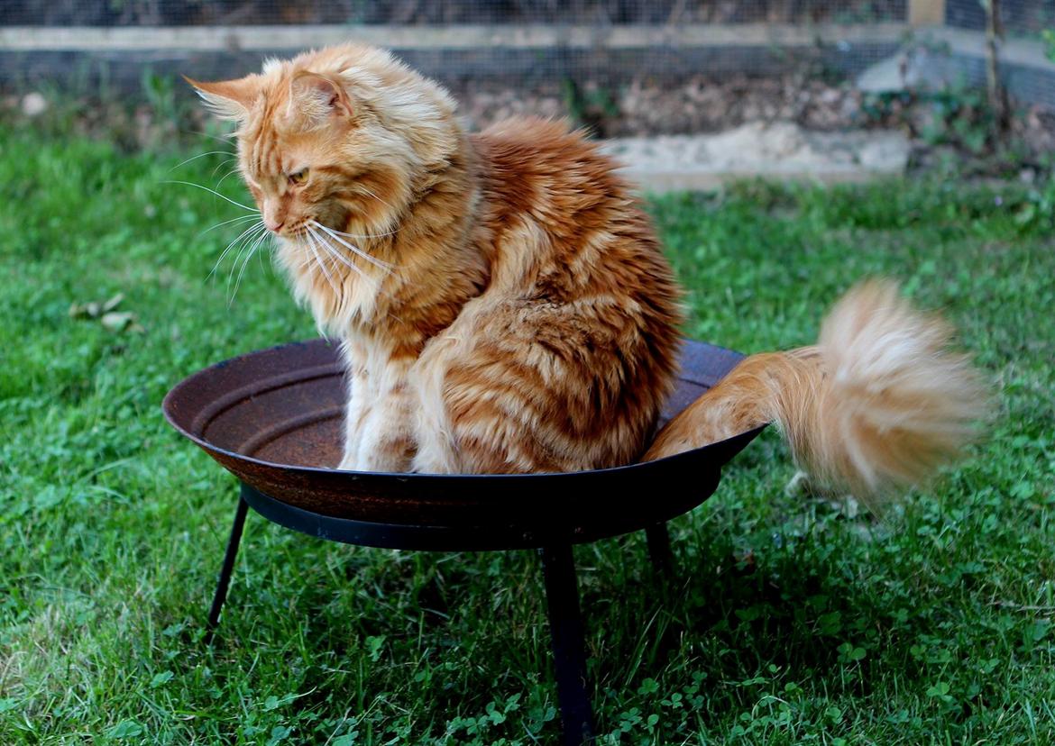 Maine Coon Leopold Firefox billede 2