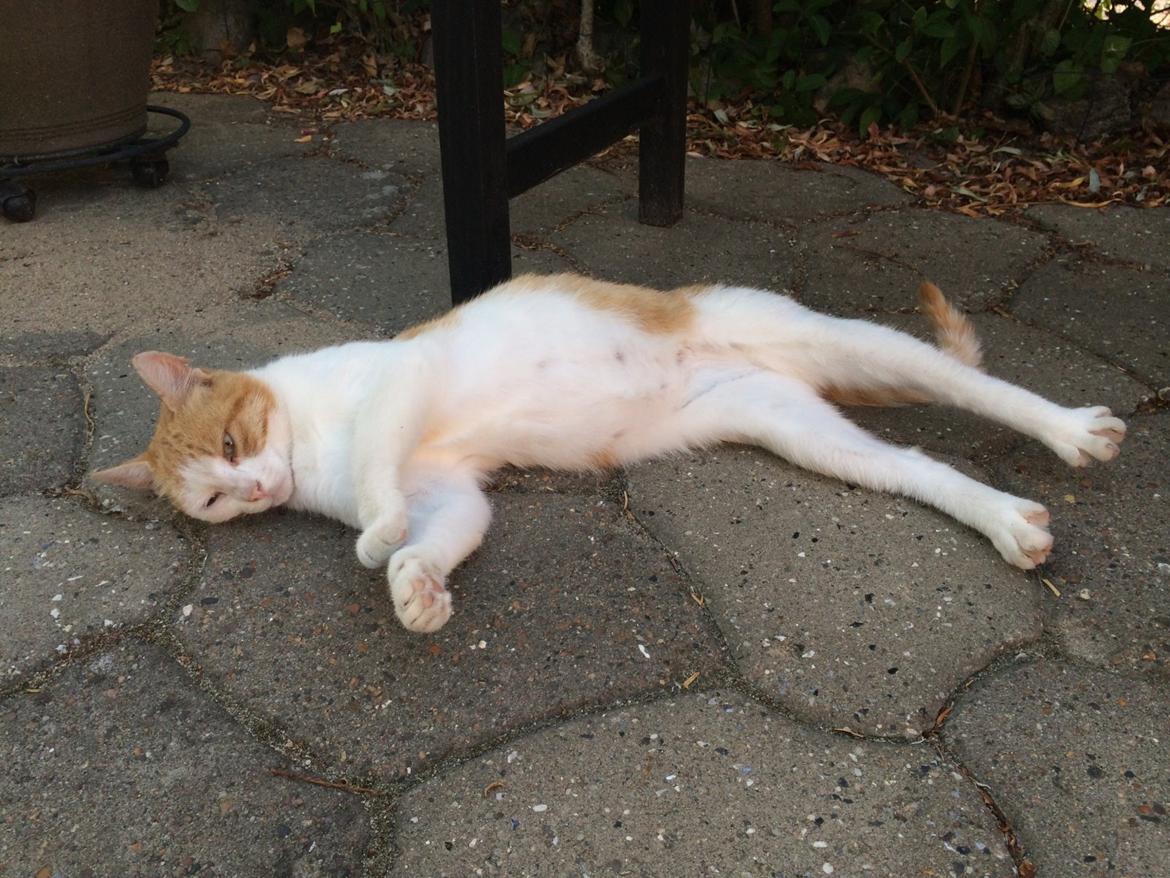 Blanding af racer Røde billede 1