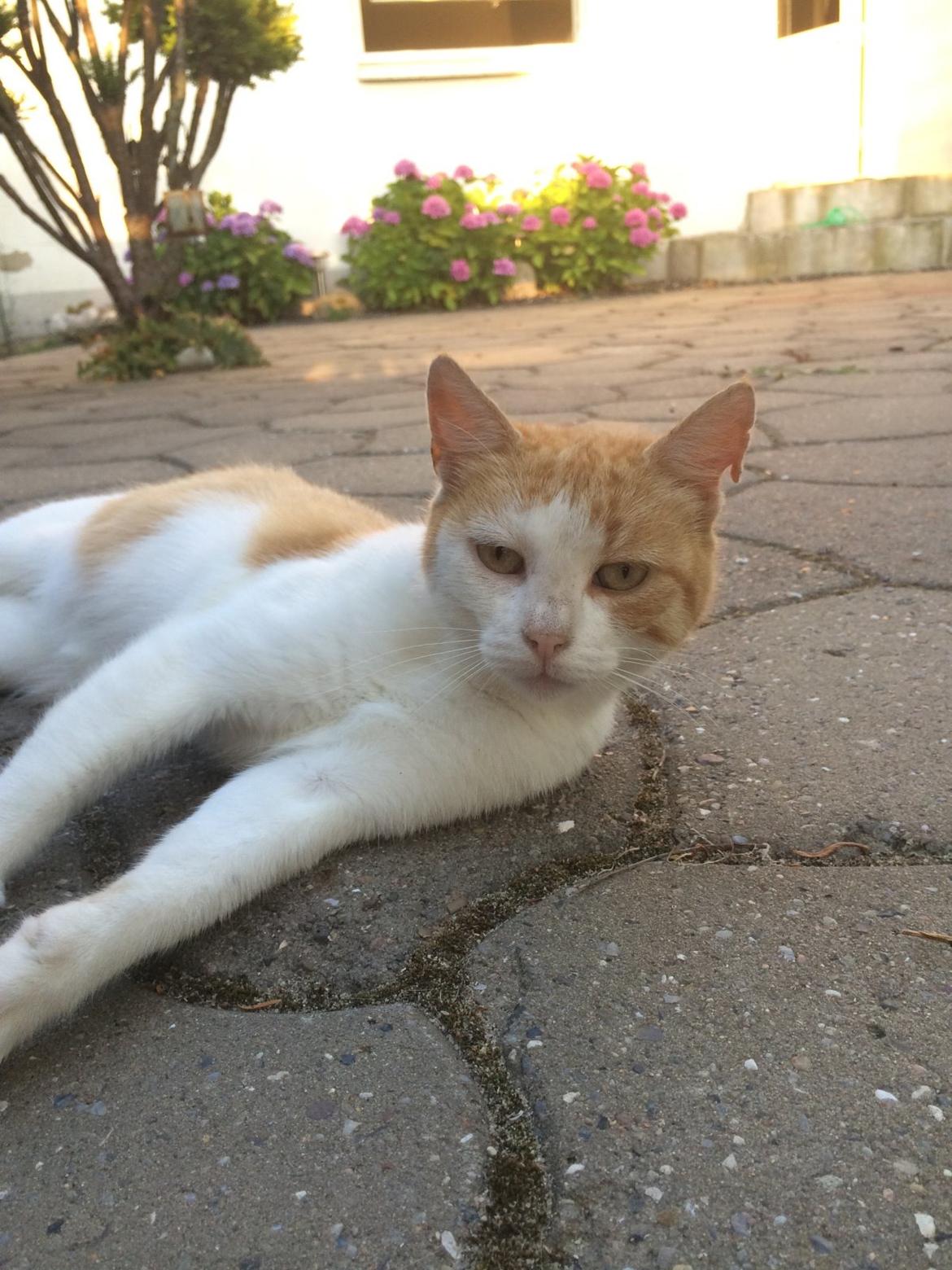 Blanding af racer Røde billede 2