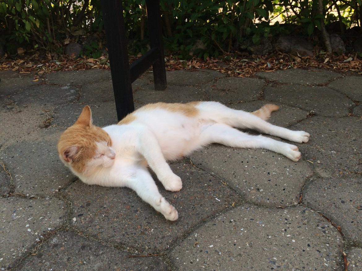 Blanding af racer Røde billede 3