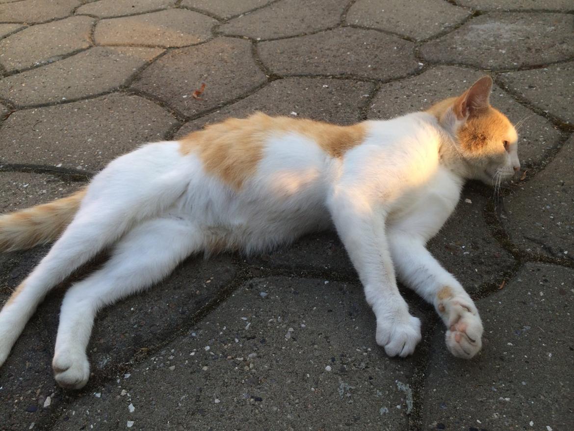 Blanding af racer Røde billede 4