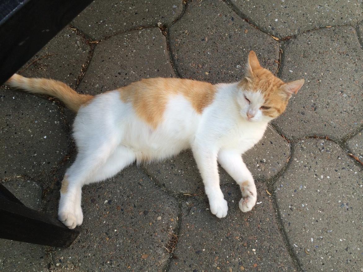 Blanding af racer Røde billede 5