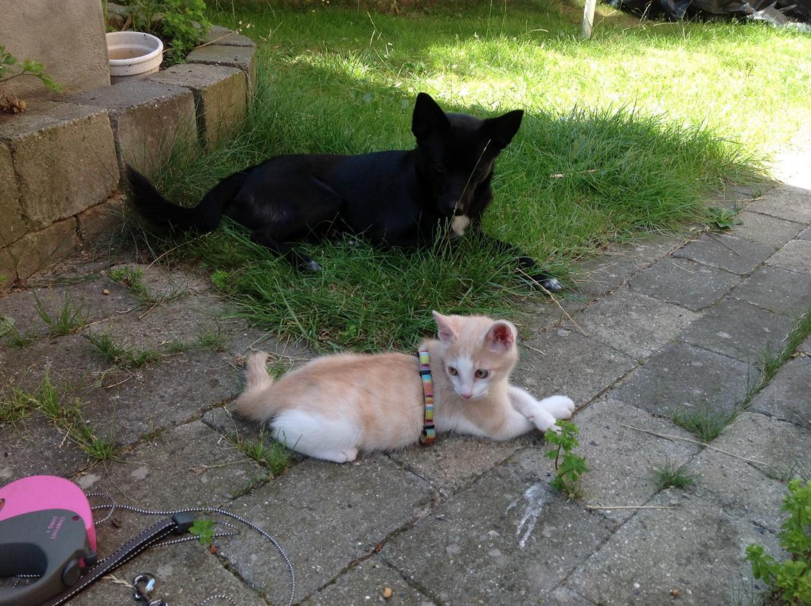 Huskat Simba billede 13