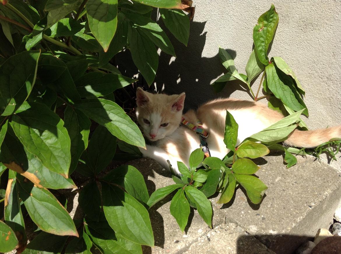 Huskat Simba billede 14