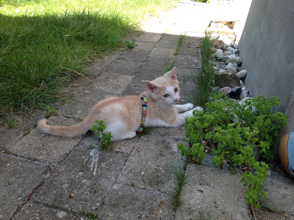 Huskat Simba billede 15