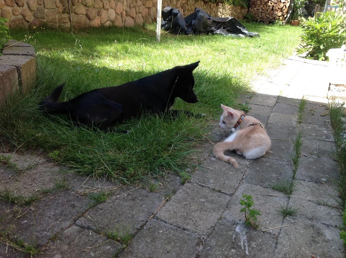 Huskat Simba billede 16