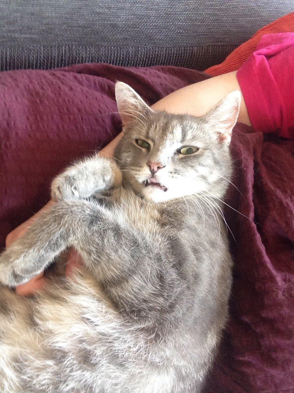 Huskat Guffe billede 1