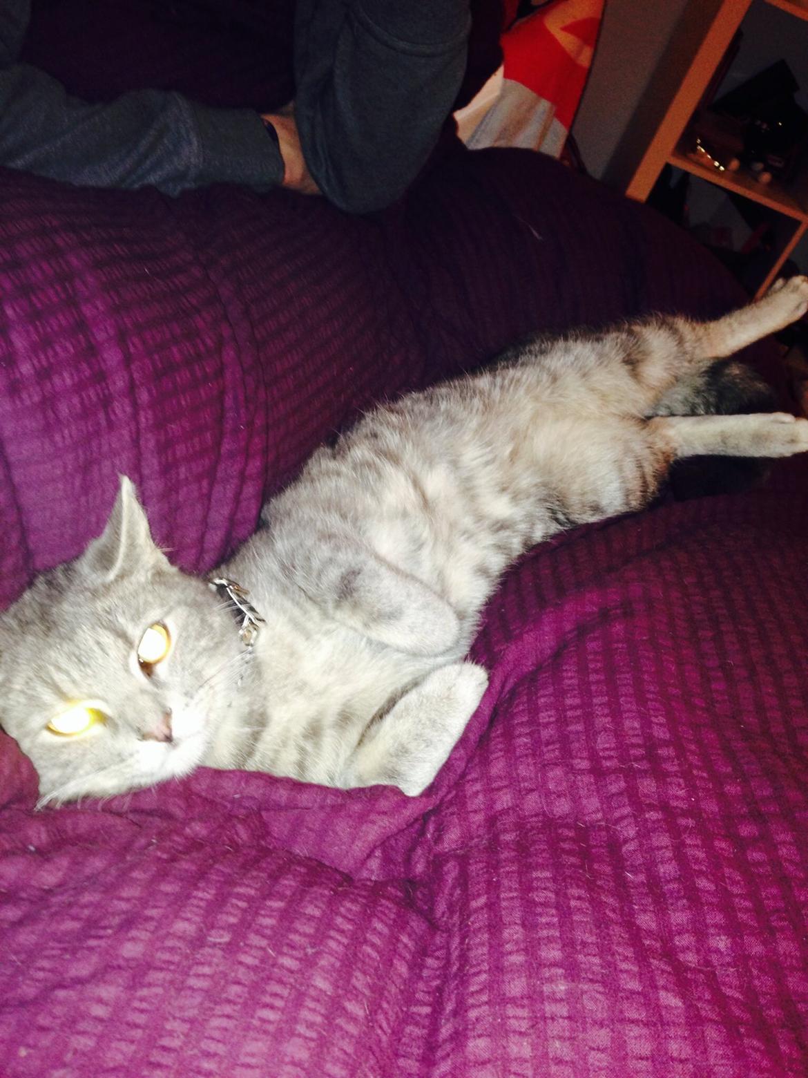 Huskat Guffe billede 2