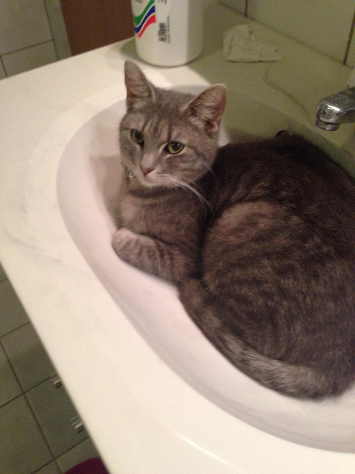 Huskat Guffe billede 4