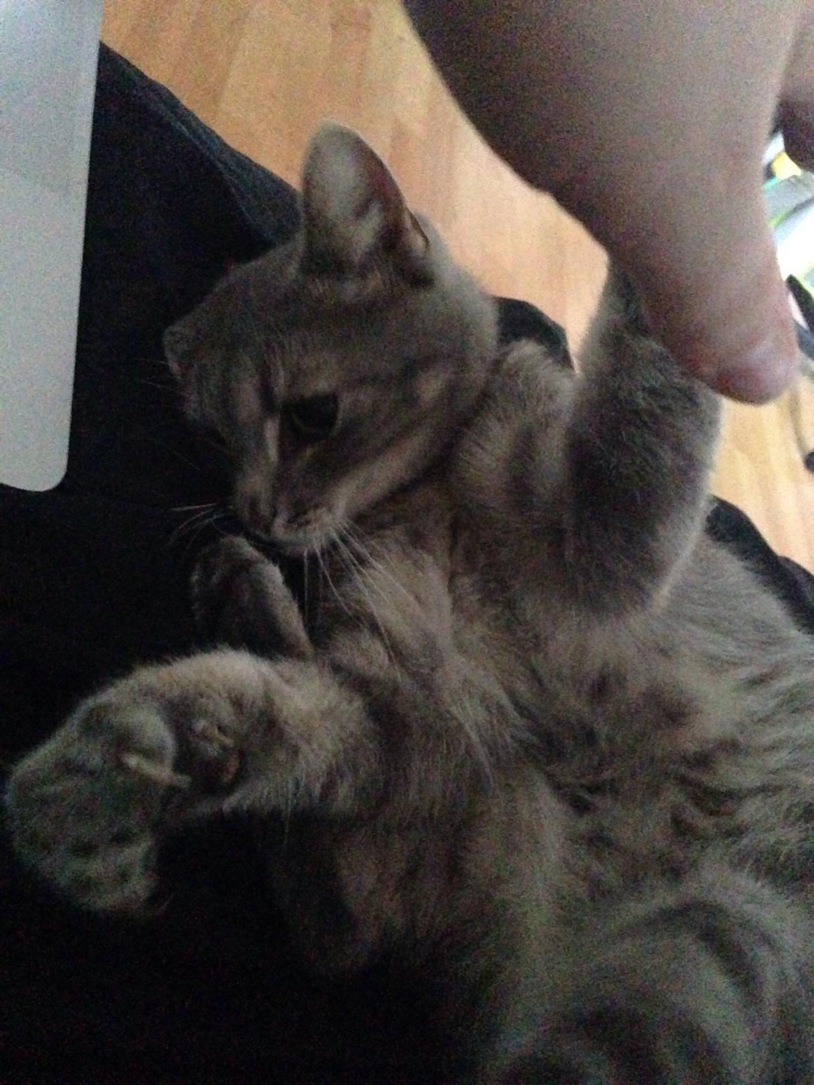 Huskat Guffe billede 8