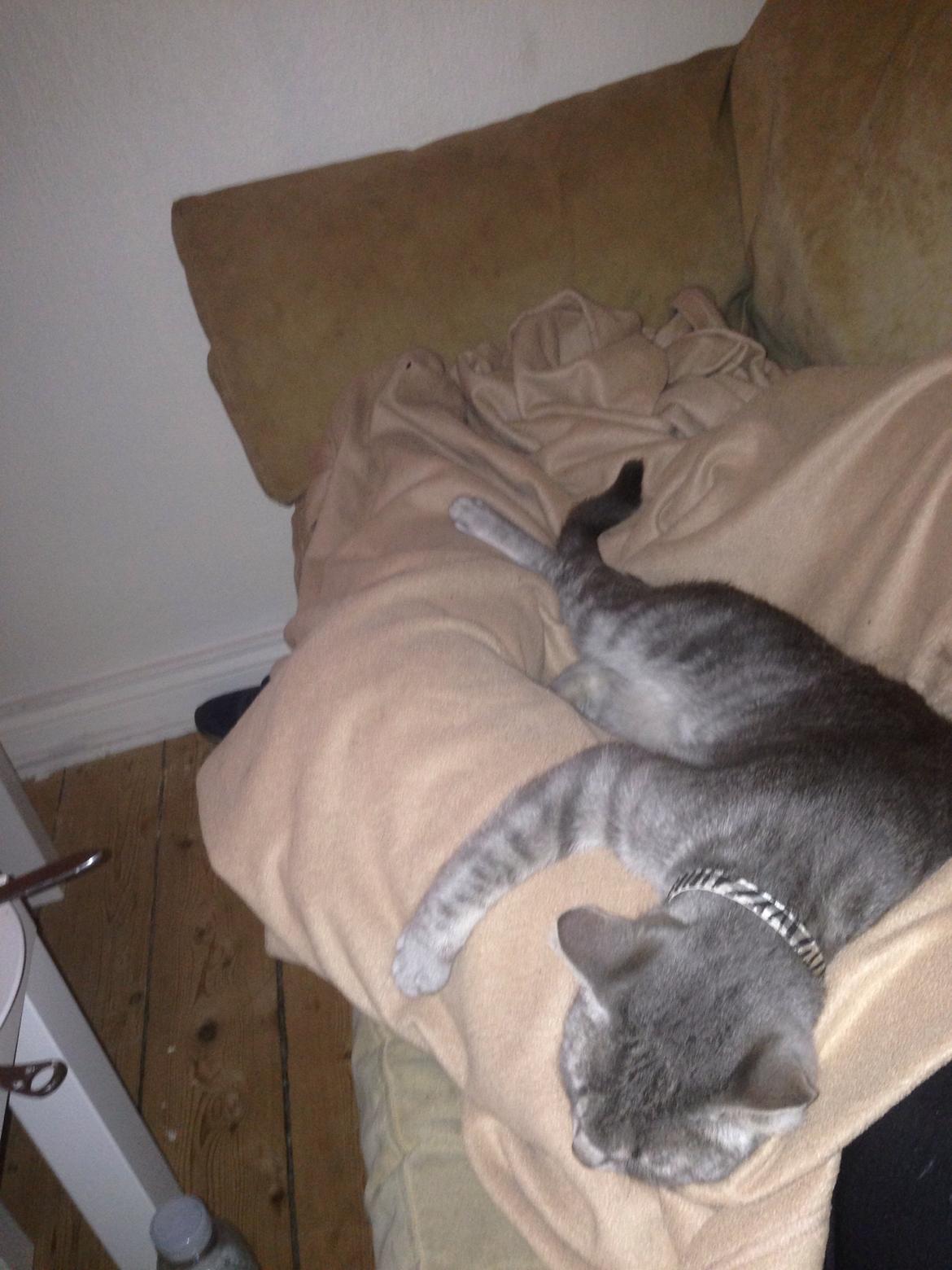 Huskat Guffe billede 10