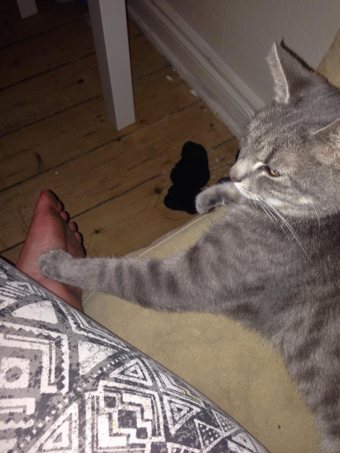 Huskat Guffe billede 11