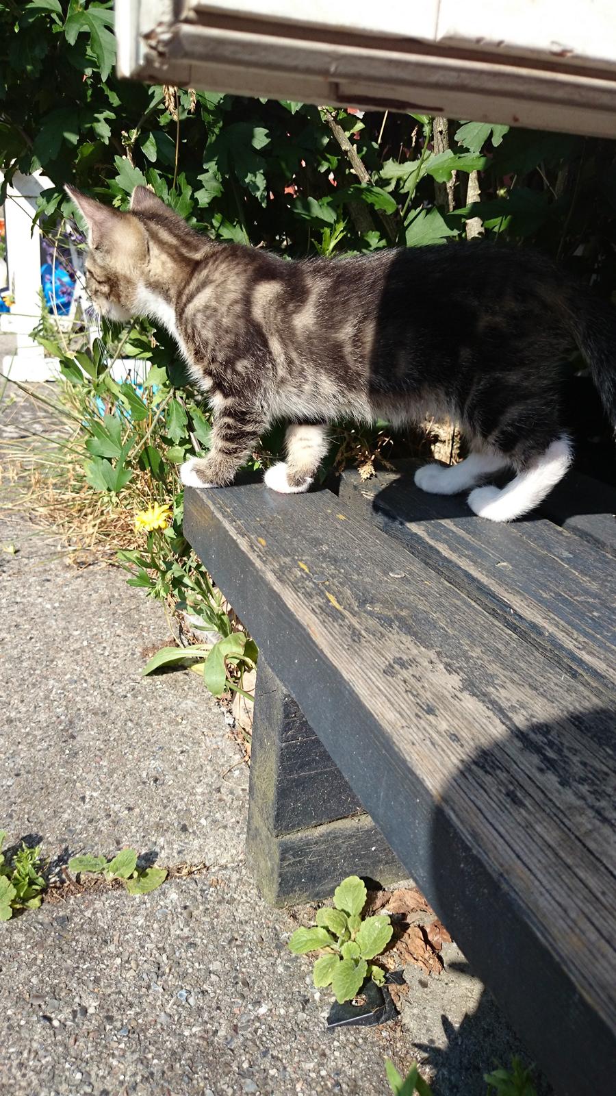 Blanding af racer Modey billede 2