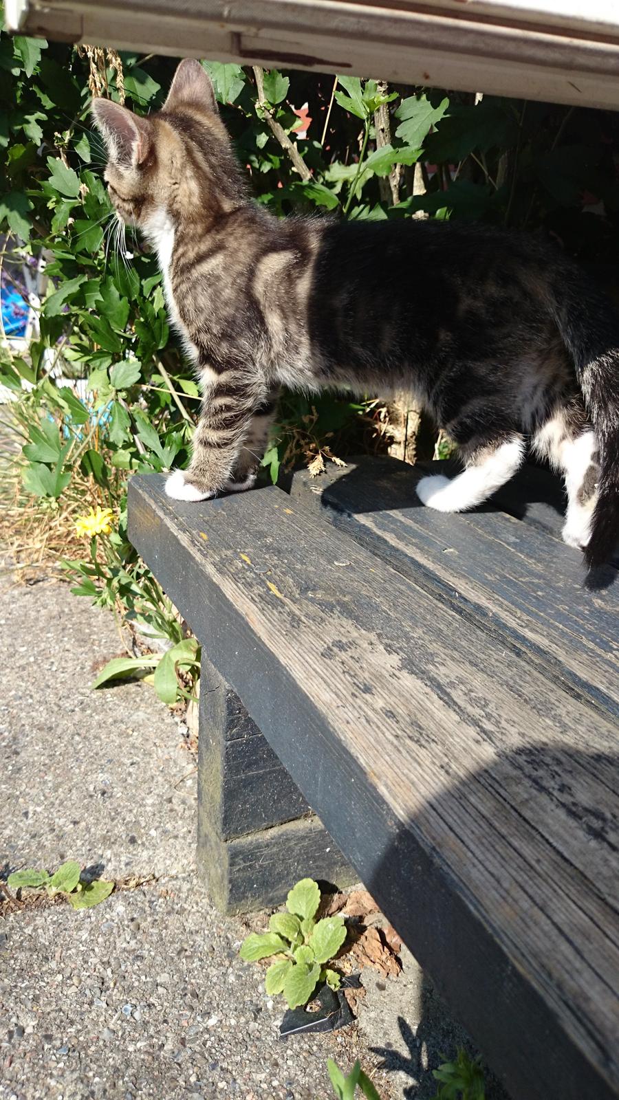 Blanding af racer Modey billede 3