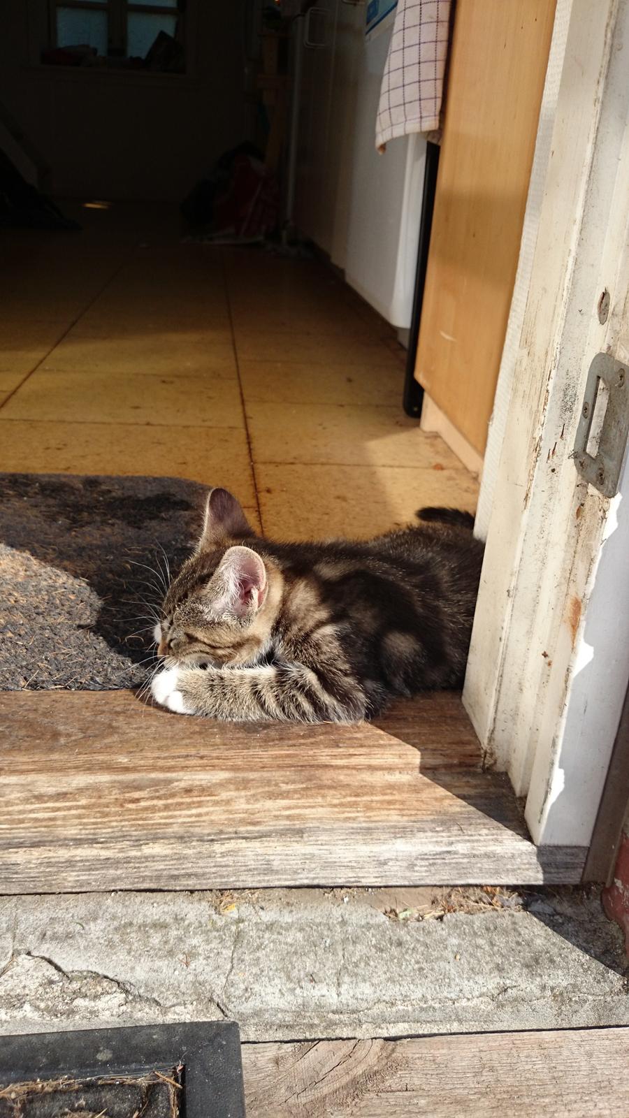 Blanding af racer Modey billede 4