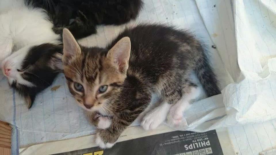 Blanding af racer Modey billede 5