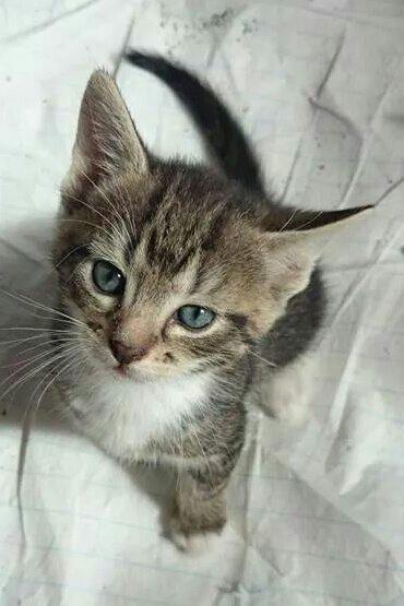 Blanding af racer Modey billede 6