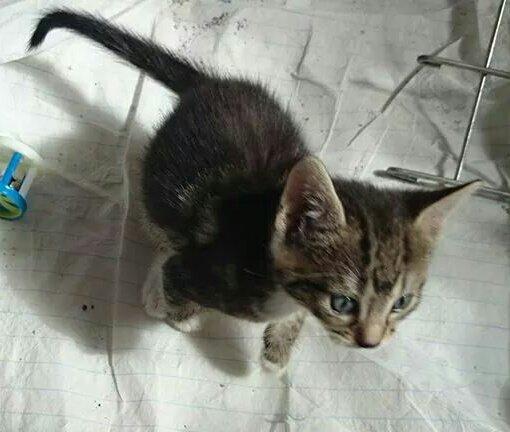 Blanding af racer Modey billede 7