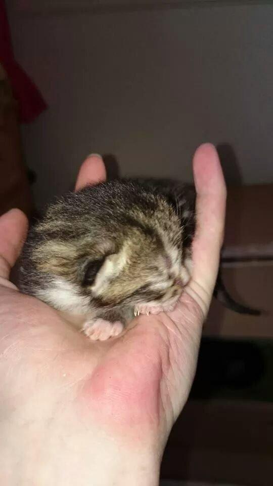 Blanding af racer Modey billede 8