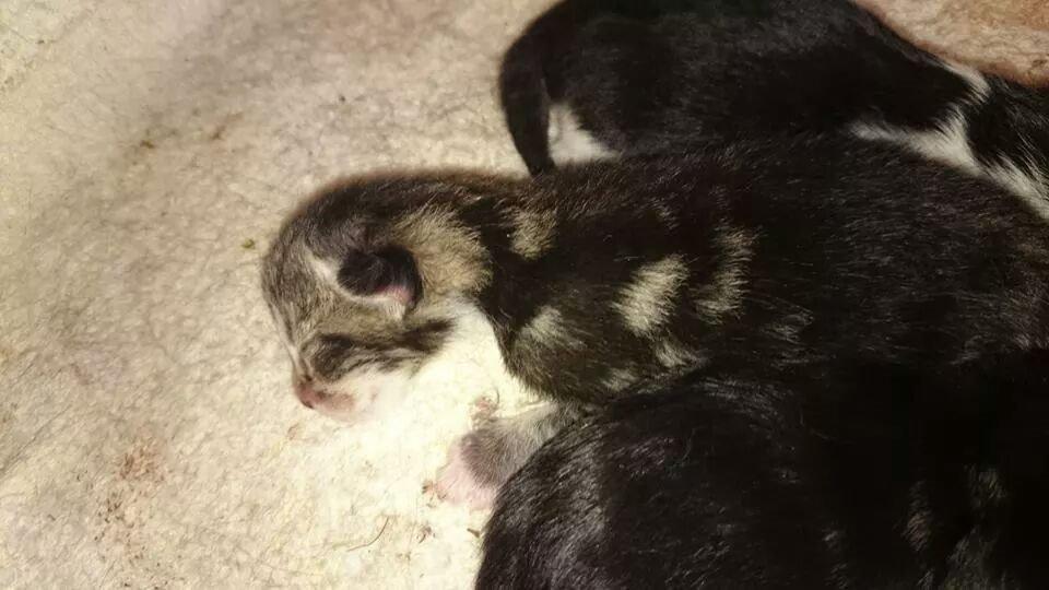 Blanding af racer Modey billede 9