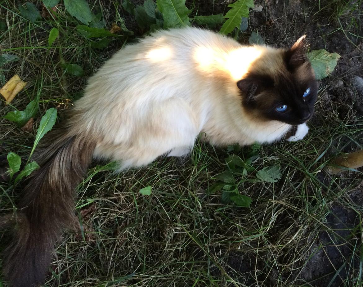 Hellig Birma Aladdin (Lykkesminde's Aladdin) billede 36