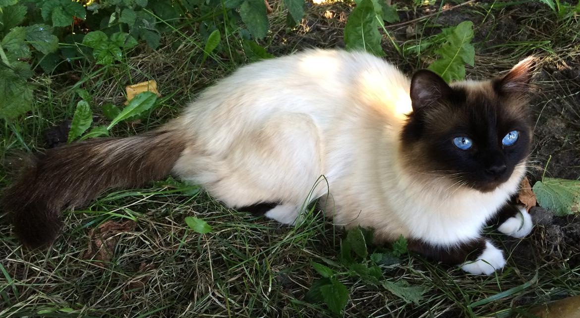 Hellig Birma Aladdin (Lykkesminde's Aladdin) billede 37