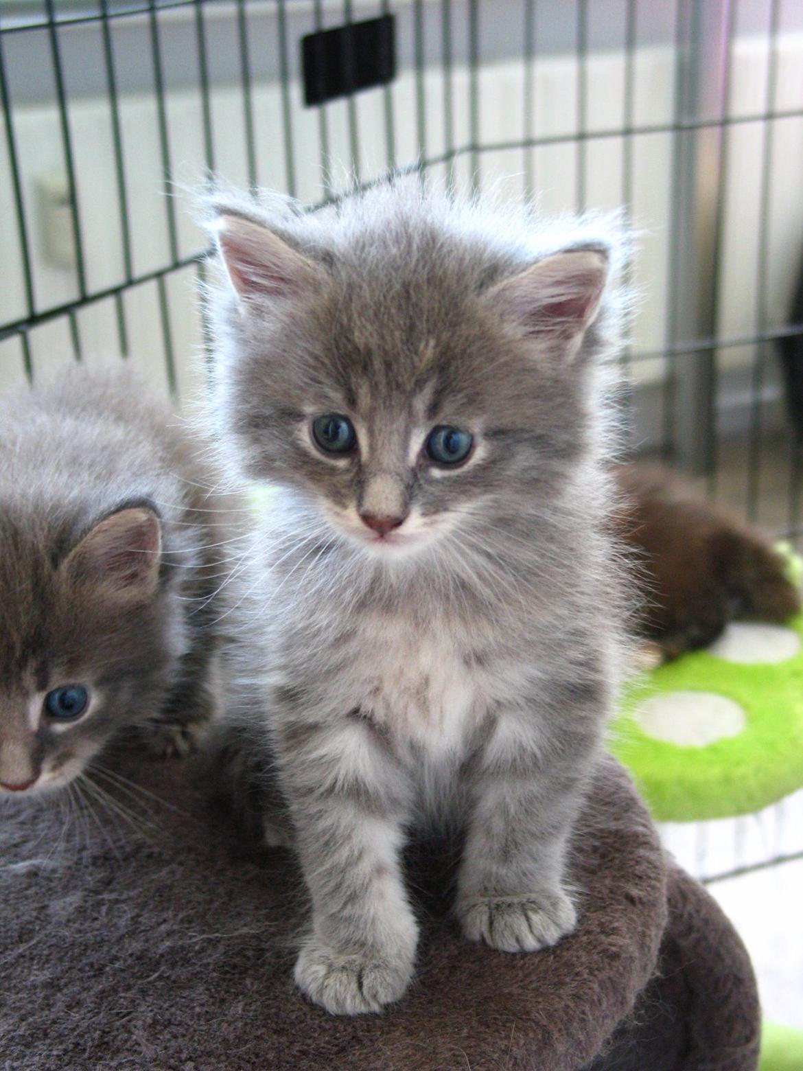 Maine Coon Sylvester Stalone -  5 uger -  25.07.2014  billede 9