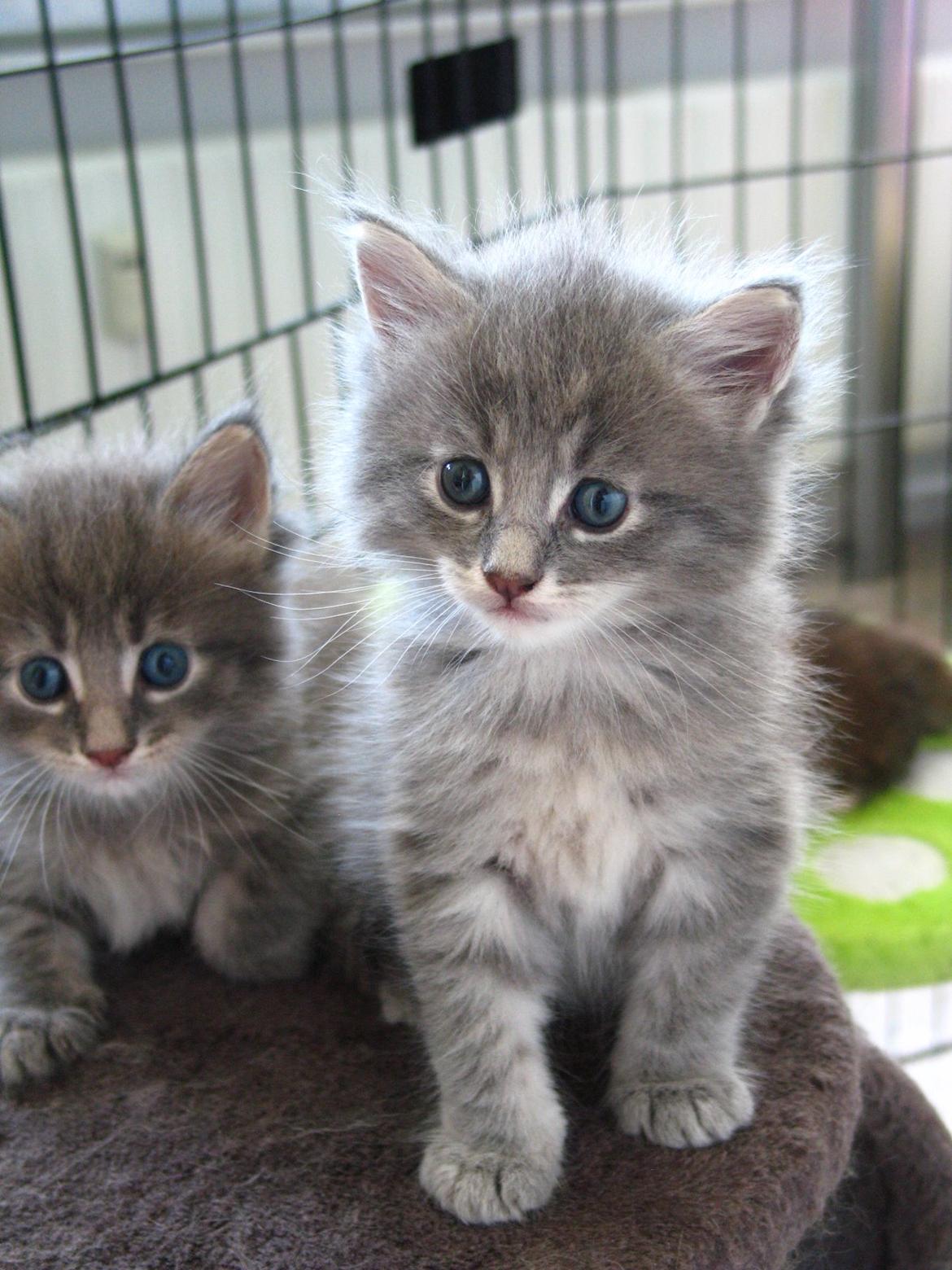 Maine Coon Sylvester Stalone -  5 uger -  25.07.2014  billede 8