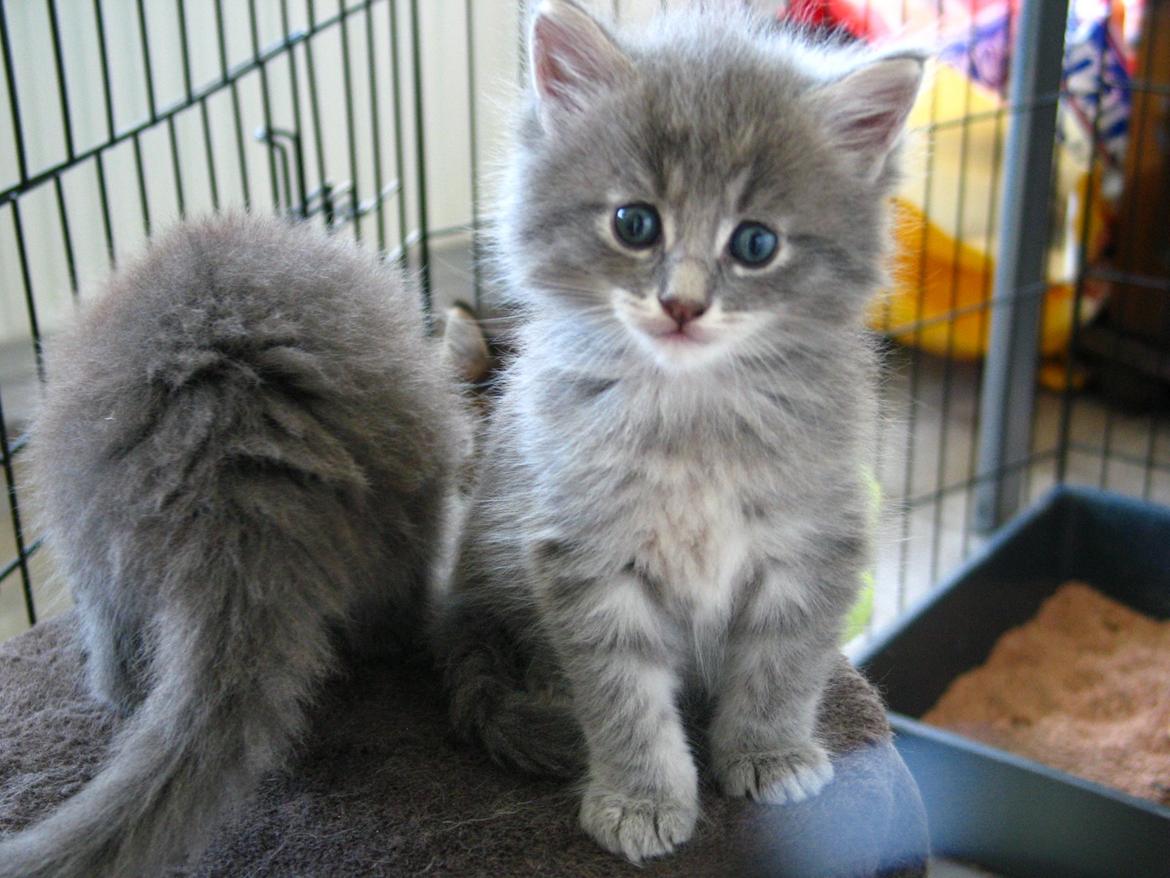 Maine Coon Sylvester Stalone -  5 uger -  25.07.2014  billede 7