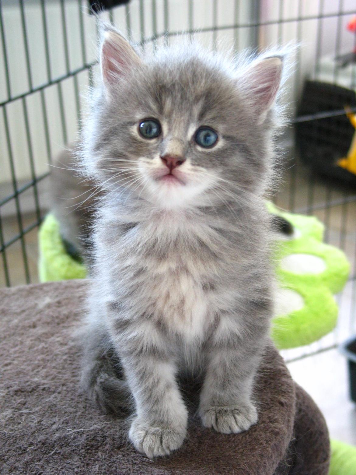 Maine Coon Sylvester Stalone -  5 uger -  25.07.2014  billede 5