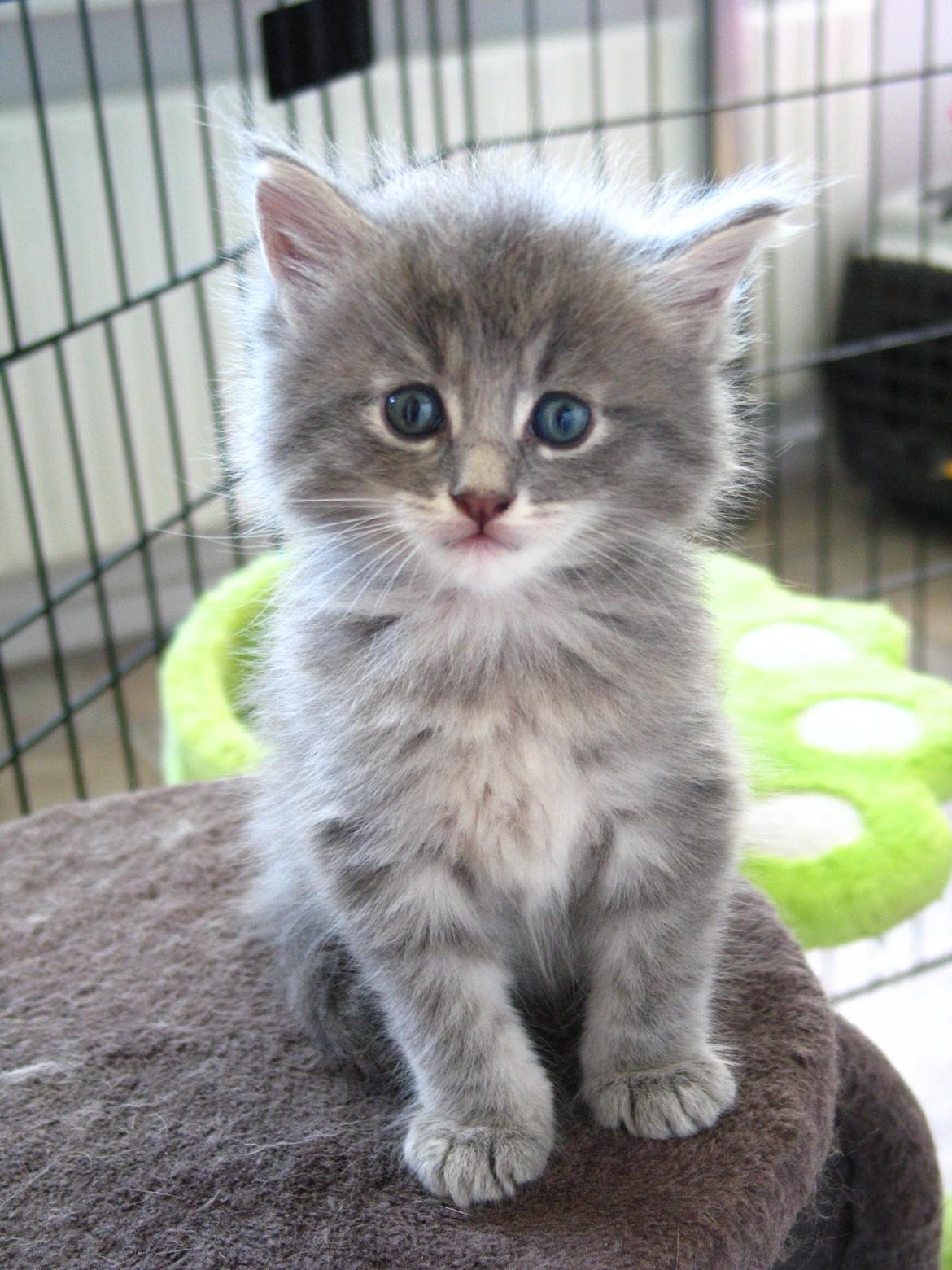 Maine Coon Sylvester Stalone -  5 uger -  25.07.2014  billede 6