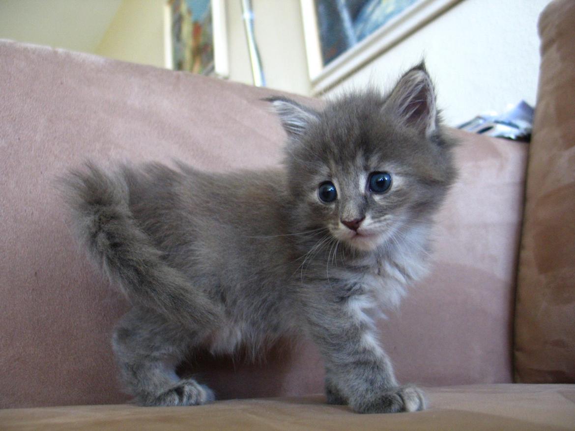 Maine Coon Goldie hawn -  5 uger -  25.07.2014  billede 19